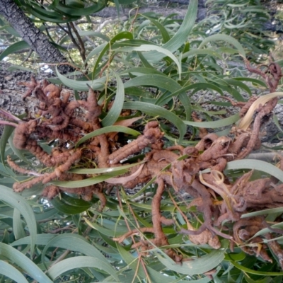 Uromycladium implexae at Belconnen, ACT - 28 Jun 2022 by AlisonMilton