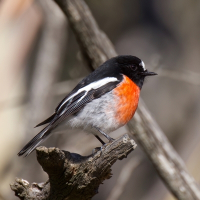 Petroica boodang (Scarlet Robin) at Rendezvous Creek, ACT - 27 Jun 2022 by jb2602