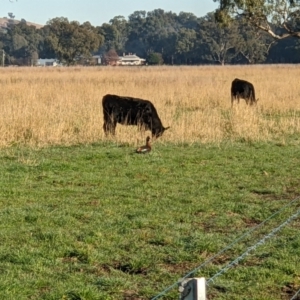 Tadorna tadornoides at Wodonga, VIC - 1 Jul 2022 09:10 AM