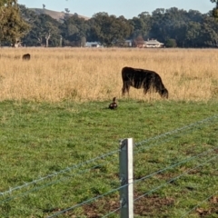 Tadorna tadornoides at Wodonga, VIC - 1 Jul 2022 09:10 AM