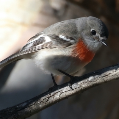 Petroica boodang (Scarlet Robin) at Rendezvous Creek, ACT - 27 Jun 2022 by jb2602