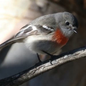 Petroica boodang (Scarlet Robin) at Rendezvous Creek, ACT by jb2602
