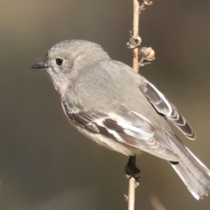 Petroica boodang at Rendezvous Creek, ACT - 27 Jun 2022 02:20 PM