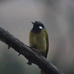 Nesoptilotis leucotis (White-eared Honeyeater) at Gundaroo, NSW - 1 Jul 2022 by Gunyijan