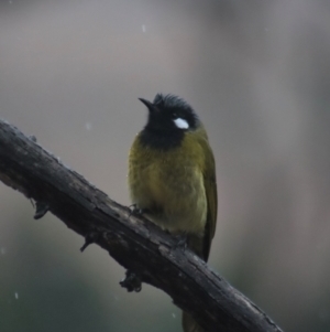 Nesoptilotis leucotis at Gundaroo, NSW - 1 Jul 2022 03:10 PM