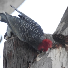 Callocephalon fimbriatum at Acton, ACT - 28 Jun 2022