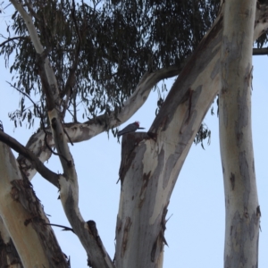 Callocephalon fimbriatum at Acton, ACT - 28 Jun 2022