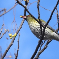 Oriolus sagittatus (Olive-backed Oriole) at Acton, ACT - 30 Jun 2022 by HelenCross
