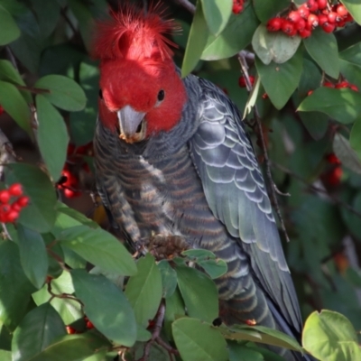 Callocephalon fimbriatum (Gang-gang Cockatoo) at Deakin, ACT - 29 Jun 2022 by fimail