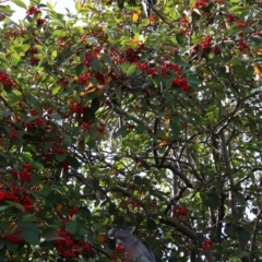 Callocephalon fimbriatum at Deakin, ACT - suppressed