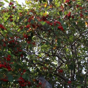 Callocephalon fimbriatum at Deakin, ACT - suppressed