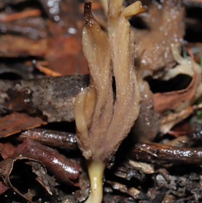 Clavulina sp. (A coral fungus) at ANBG - 1 Jul 2022 by TimL