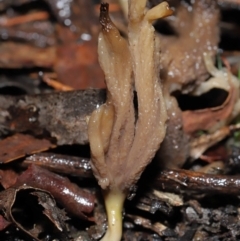 Unidentified Coralloid fungus, markedly branched (TBC) at Acton, ACT - 1 Jul 2022 by TimL