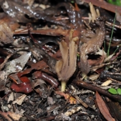 Clavulina sp. at ANBG - 1 Jul 2022 12:16 PM