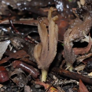 Clavulina sp. at ANBG - 1 Jul 2022