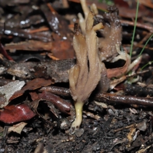 Clavulina sp. at ANBG - 1 Jul 2022