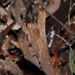 Clavulina cinerea/vinaceocervina at Acton, ACT - 1 Jul 2022 12:20 PM