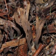 Clavulina cinerea/vinaceocervina at Acton, ACT - 1 Jul 2022 12:20 PM