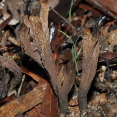 Clavulina cinerea/vinaceocervina at Acton, ACT - 1 Jul 2022