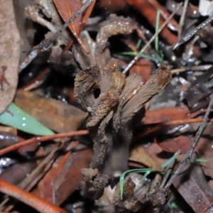 Clavulina cinerea/vinaceocervina at Acton, ACT - 1 Jul 2022