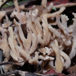 Unidentified Coralloid fungus, markedly branched (TBC) at suppressed by TimL