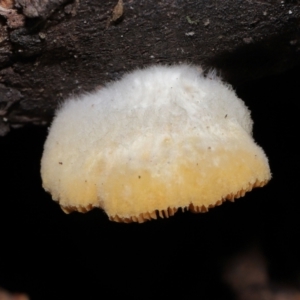 Unidentified Shelf-like to hoof-like & usually on wood (TBC) at suppressed by TimL