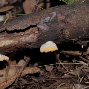 zz Agaric (stemless) at Paddys River, ACT - 28 Jun 2022 11:30 AM