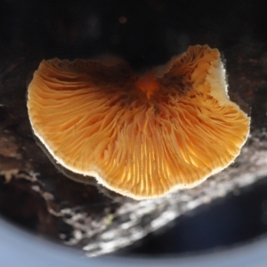 zz Agaric (stemless) at Paddys River, ACT - 28 Jun 2022