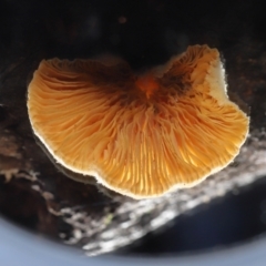 zz Agaric (stemless) at Paddys River, ACT - 28 Jun 2022