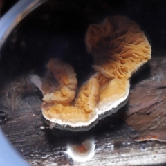 zz Agaric (stemless) at Paddys River, ACT - 28 Jun 2022