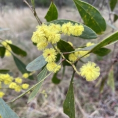Acacia pycnantha (Golden Wattle) at Jerrabomberra, NSW - 2 Jul 2022 by Mavis