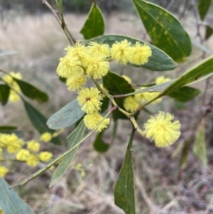 Acacia pycnantha at Jerrabomberra, NSW - 2 Jul 2022 10:05 AM