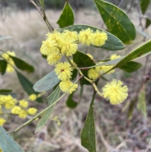 Acacia pycnantha (Golden Wattle) at Jerrabomberra, NSW by Mavis