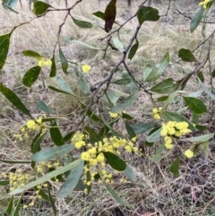 Acacia pycnantha at Jerrabomberra, NSW - 2 Jul 2022