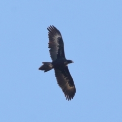 Aquila audax (Wedge-tailed Eagle) at Paddys River, ACT - 28 Jun 2022 by TimL