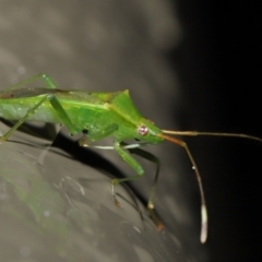 Amblypelta nitida (Fruit-spotting bug) at ANBG - 1 Jul 2022 by TimL