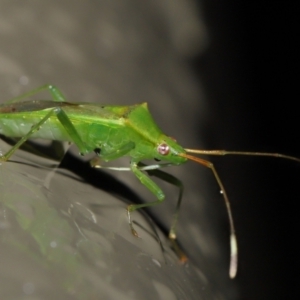 Amblypelta nitida at Acton, ACT - 1 Jul 2022