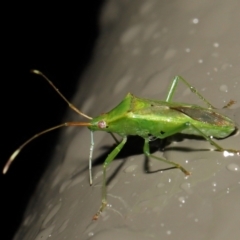 Amblypelta nitida at Acton, ACT - 1 Jul 2022