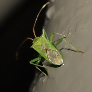 Amblypelta nitida at Acton, ACT - 1 Jul 2022