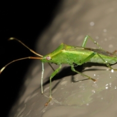 Amblypelta nitida at Acton, ACT - 1 Jul 2022