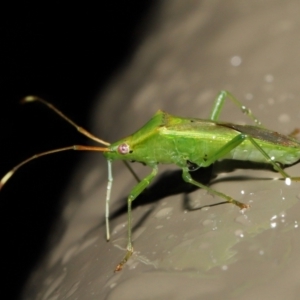 Amblypelta nitida at Acton, ACT - 1 Jul 2022