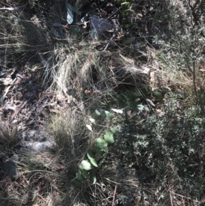 Veronica perfoliata at Cotter River, ACT - 26 Jun 2022