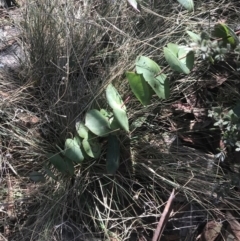 Veronica perfoliata at Cotter River, ACT - 26 Jun 2022 12:22 PM