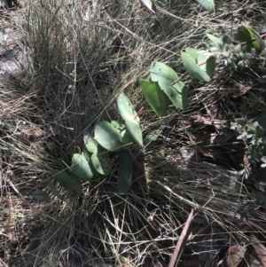 Veronica perfoliata at Cotter River, ACT - 26 Jun 2022