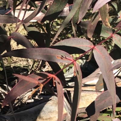 Eucalyptus viminalis (Ribbon Gum) at Namadgi National Park - 26 Jun 2022 by Tapirlord