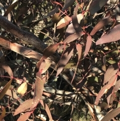 Eucalyptus viminalis at Namadgi National Park - 26 Jun 2022