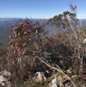 Eucalyptus viminalis at Namadgi National Park - 26 Jun 2022