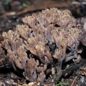 Clavulina cinerea/vinaceocervina at Acton, ACT - 1 Jul 2022