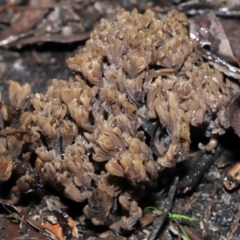 Clavulina cinerea/vinaceocervina at Acton, ACT - 1 Jul 2022