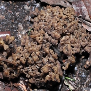 Clavulina cinerea/vinaceocervina at Acton, ACT - 1 Jul 2022 12:12 PM